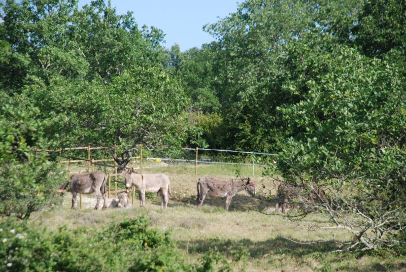 Les ânes du mas